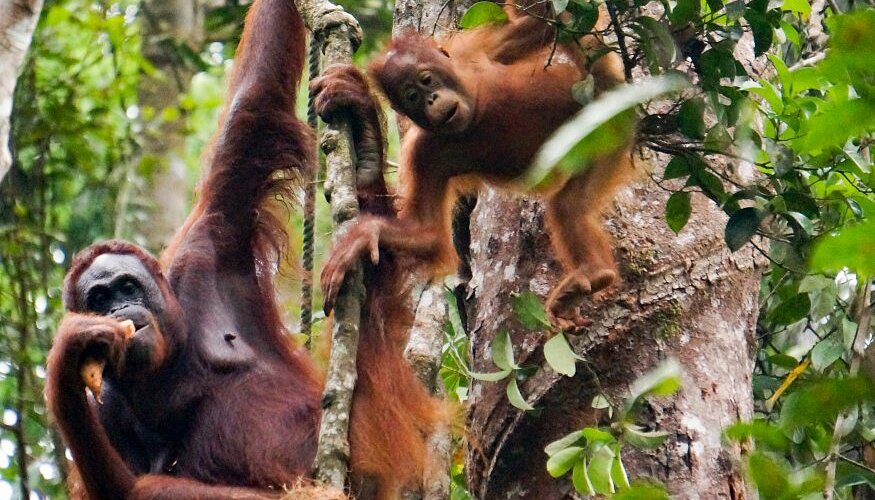 Flora and Fauna of Semenggoh: Wildlife You Can Spot Besides Orangutans