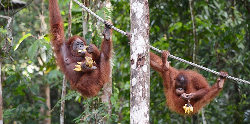 A First-Timer’s Review: What It’s Really Like to Experience an Orangutan Feeding at Semenggoh