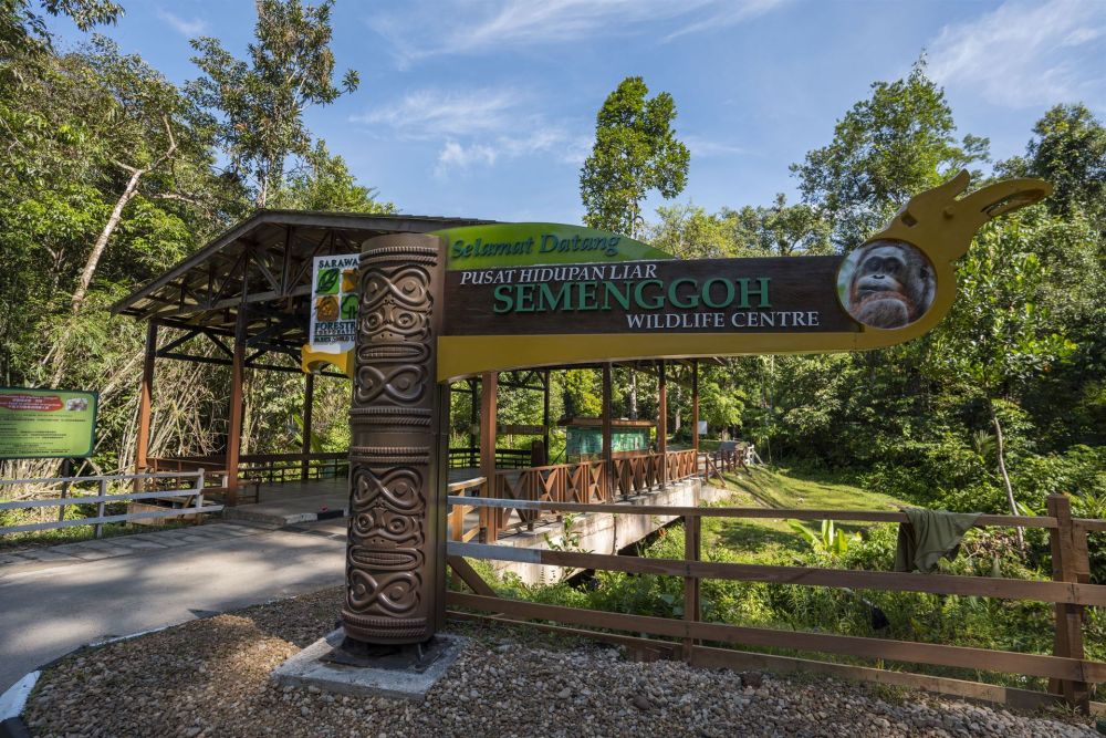 Semenggoh Nature Reserve for Families: Safety Tips, Accessibility, and What to Expect