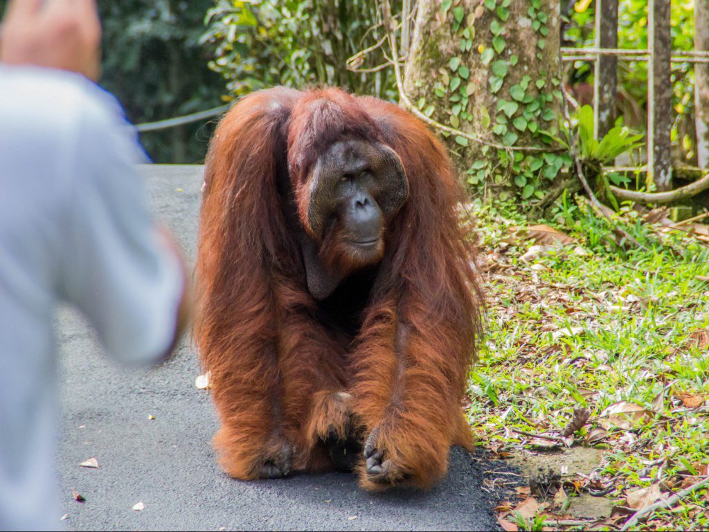 Best Photography Tips for Capturing Orangutans at Semenggoh Nature Reserve