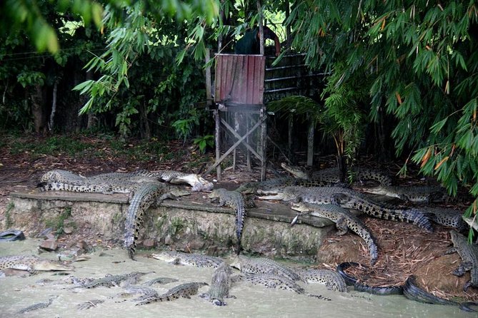 What Animals Can You See at Semenggoh Besides Orangutans?