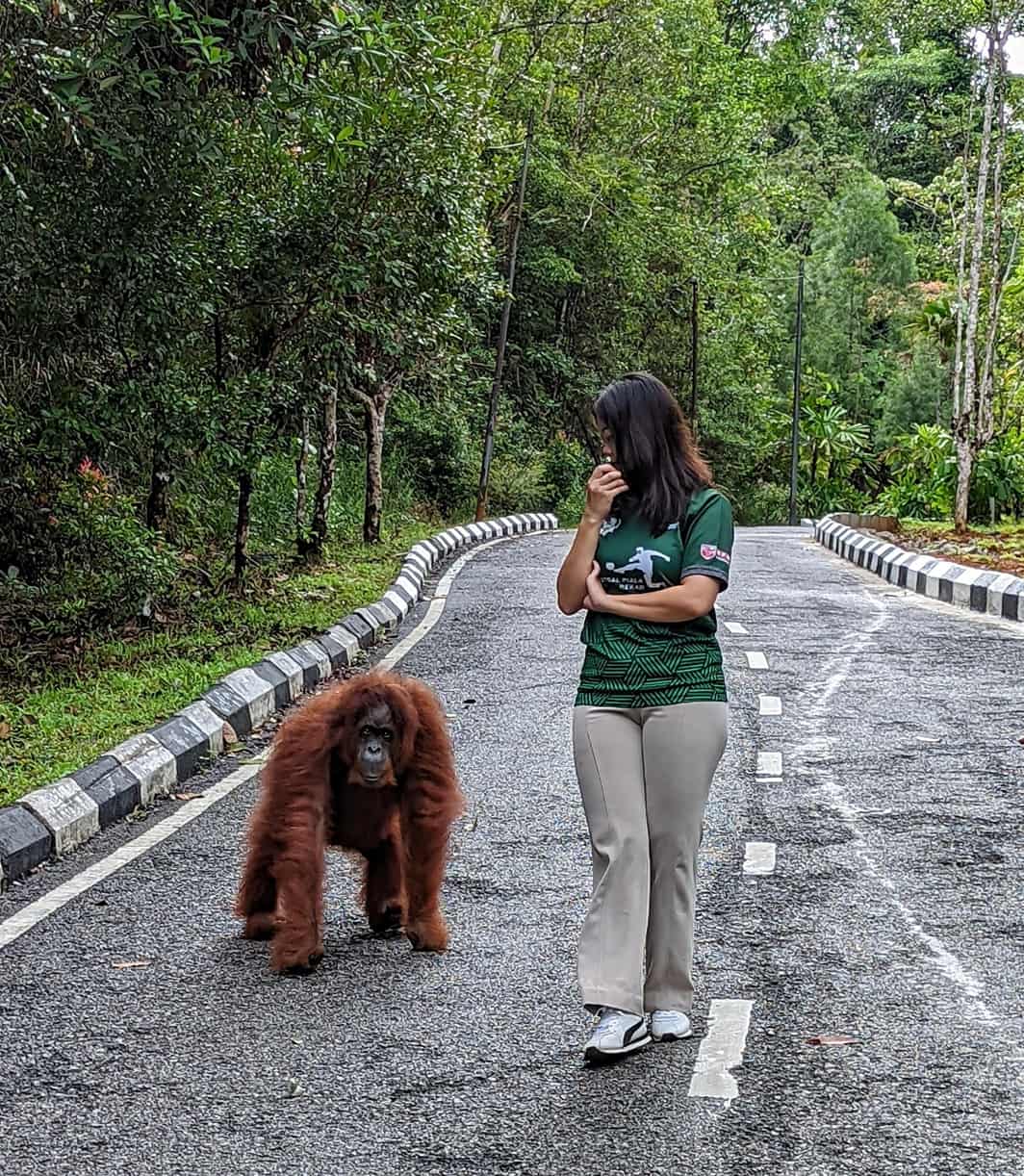 Semenggoh Nature Reserve Travel Tips for First-Time Visitors