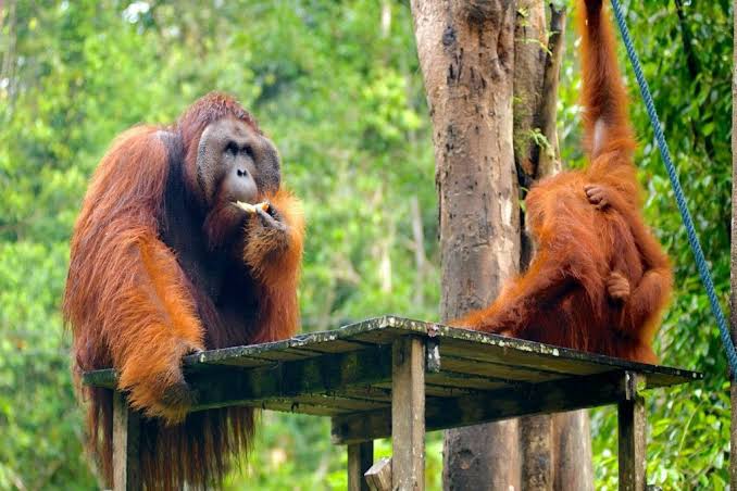 How to Get to Semenggoh Nature Reserve from Kuching